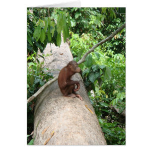 El orangután olvida