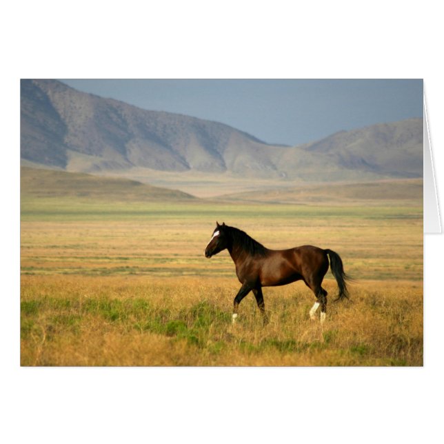 El Orgulloso (Anverso (Horizontal))