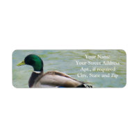 El orgulloso pato Mallard como etiquetas de direcc