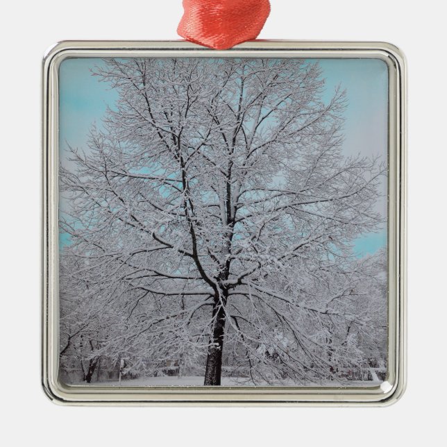 El ornamento del roble del invierno (Frente)