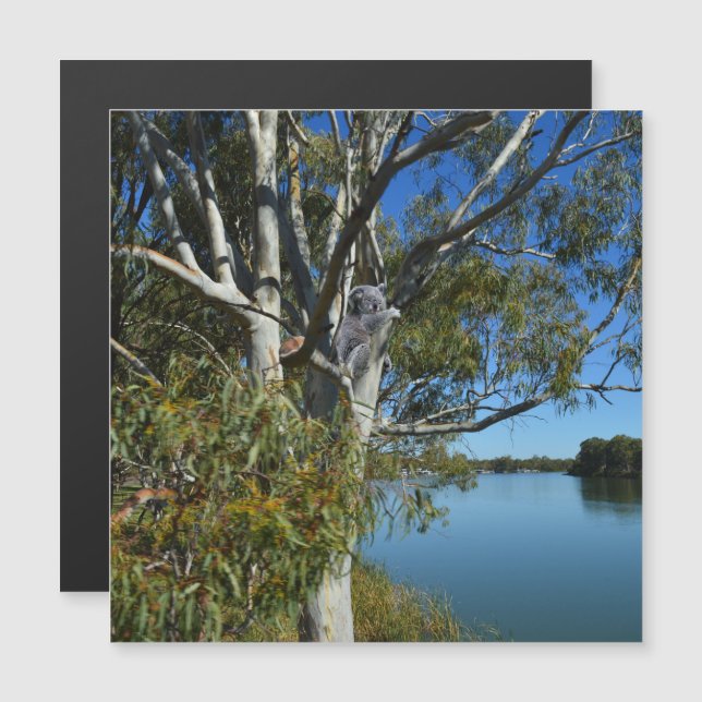 El Oso De Koala Dormía En El Árbol De Goma, (Anverso/Reverso)