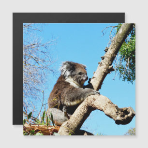 El Oso De Koala En El Viejo Árbol De Pino,