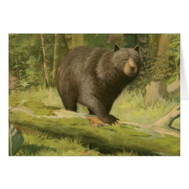 El oso negro pisando un tronco de árbol (Anverso (Horizontal))