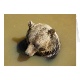 El oso pardo en el agua