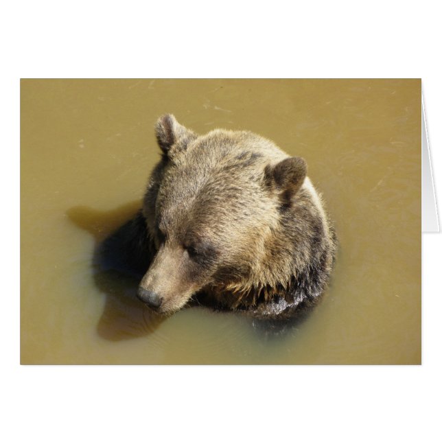 El oso pardo en el agua (Anverso (Horizontal))