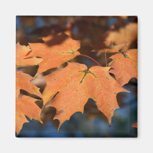El otoño deja el imán