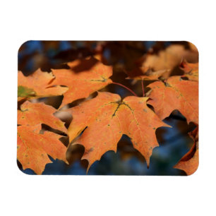 El otoño deja un imán flexible