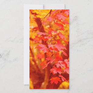 EL OTOÑO ROJO SALE DE LA BELLEZA DE LA NATURALEZA 