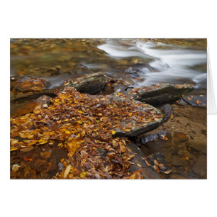 El otoño va a lo largo de la luciérnaga Mirando al