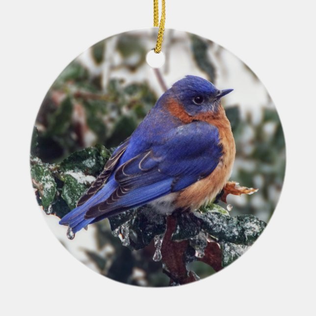 El pájaro azul del este en el adorno navideño holl (Frente)
