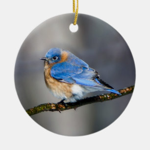 El pájaro azul del este sobre el adorno navideño