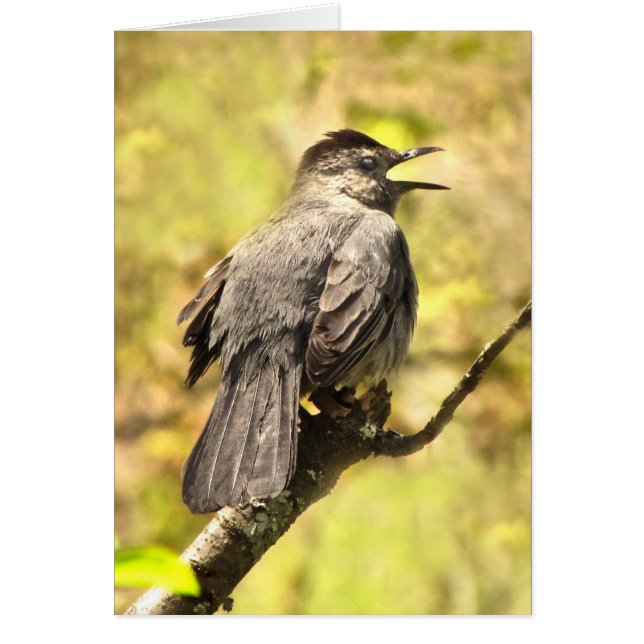 El pájaro canta su tarjeta en blanco (Frente)