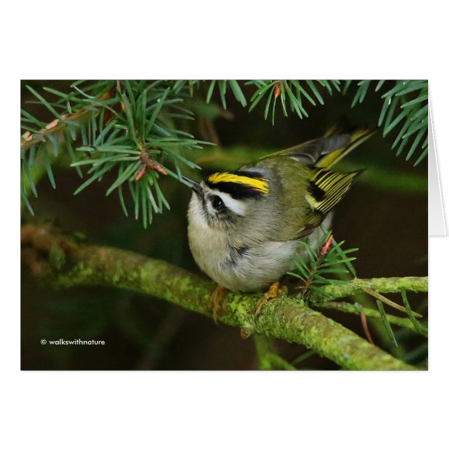 El pájaro cantante de cutto Kinglet causa revuelo  (Anverso (Horizontal))