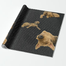 El Papel de Regalo del Airedale Obstinado
