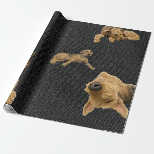 El Papel de Regalo del Airedale Obstinado (Desenrollado)