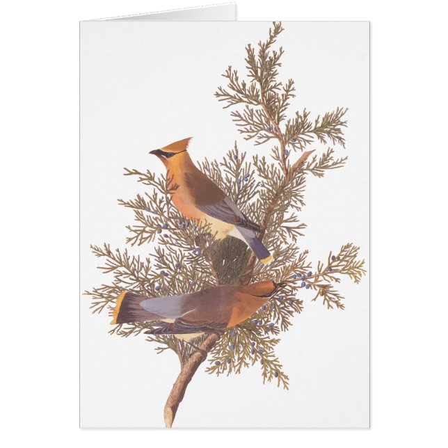 El par de pájaros de cedro de Audubon sobre el Eve (Frente)