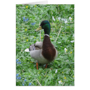El pato