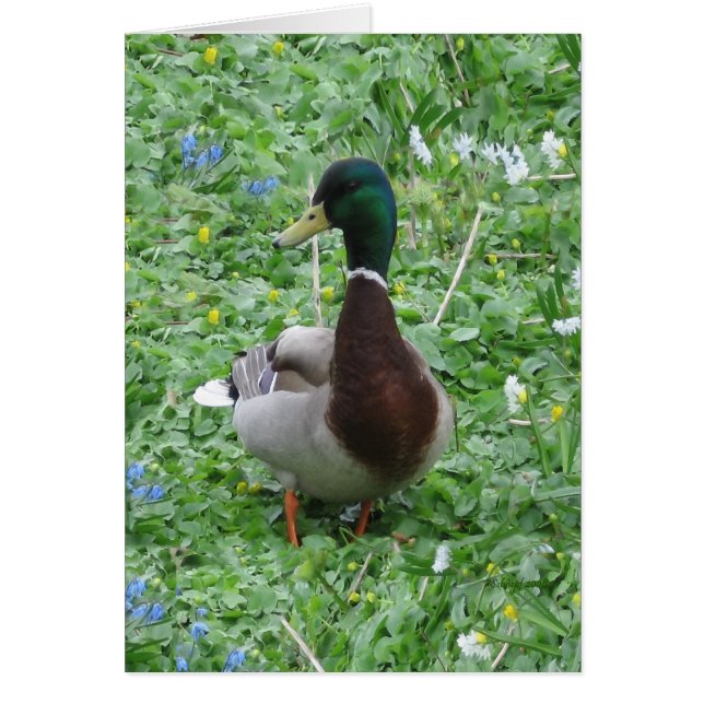 El pato (Frente)