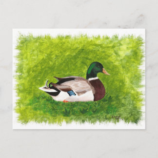 El pato mallard sentado en las postales de la hier