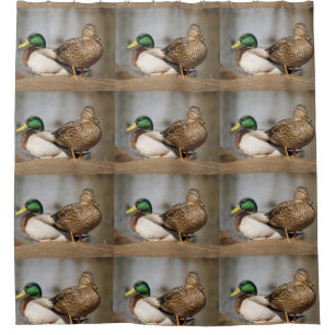 El pato silvestre Ducks la cortina de ducha
