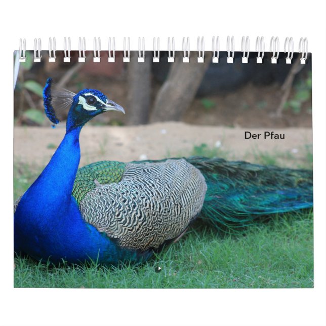 El pavo real como calendarios (Tapa)