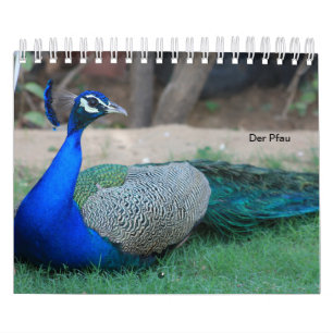 El pavo real como calendarios
