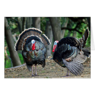 El pavo salvaje masculino sopló hasta impresiona