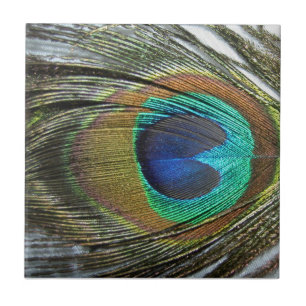 El Peafowl del pavo real empluma la teja animal