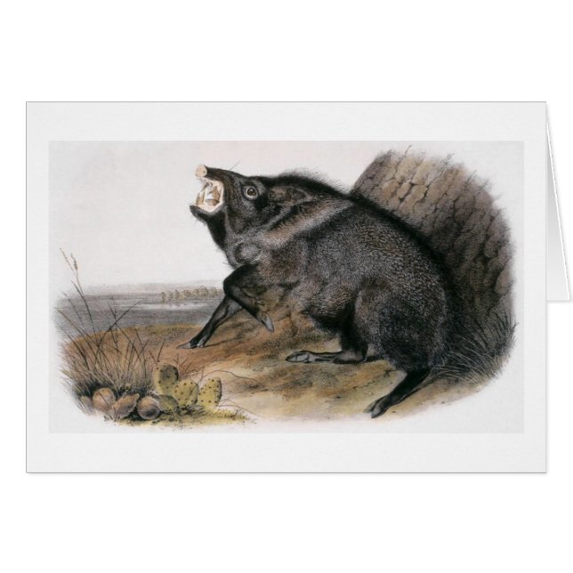 El Peccary agarrado de Audubon (Anverso (Horizontal))