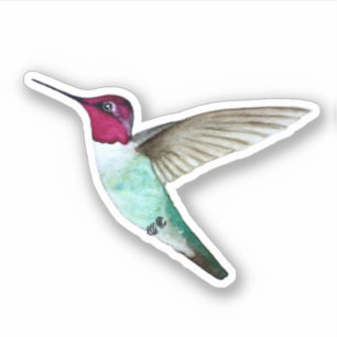 El Pegatina del colibrí de Anna