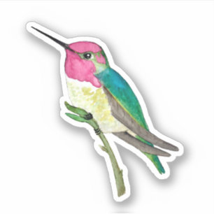 El Pegatina del colibrí de Anna