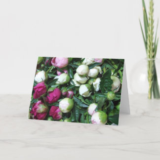 El Peony rosado y blanco florece la tarjeta de
