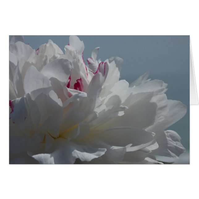 El Peony viajará (Anverso (Horizontal))