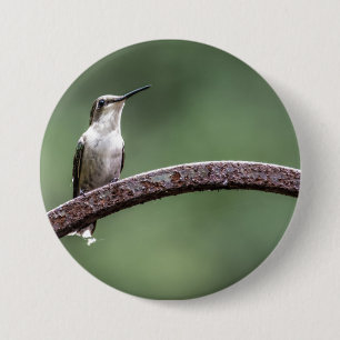 El pequeño botón Hummingbird