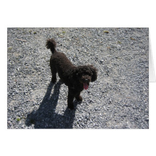 El pequeño caniche negro