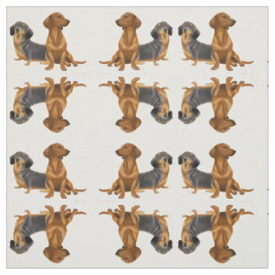 El pequeño Dachshund amistoso persigue la tela