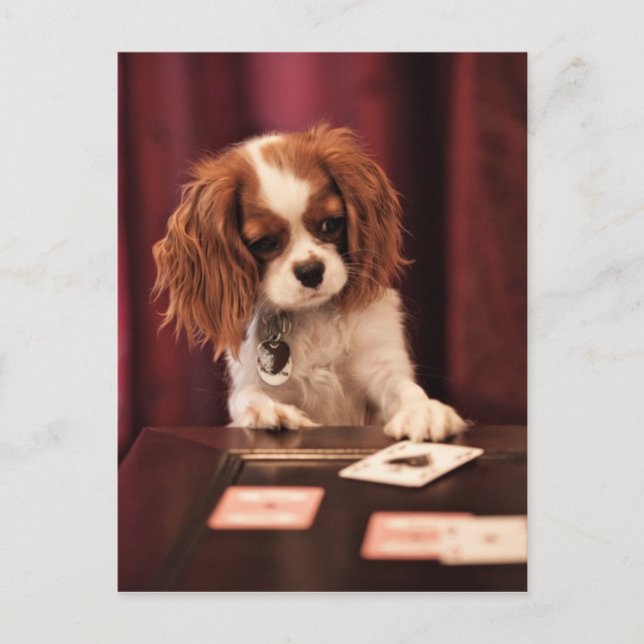 El perrito juega a tarjetas (Anverso)