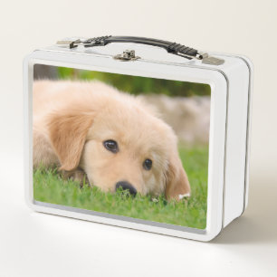 El perrito lindo del golden retriever soña la fot
