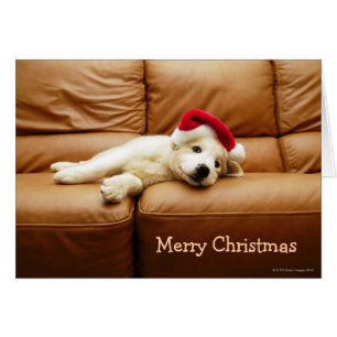 El perrito lleva un gorra del navidad y la mentira