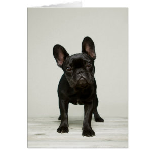 El perrito más lindo del bulldog francés