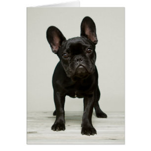 El perrito más lindo del bulldog francés