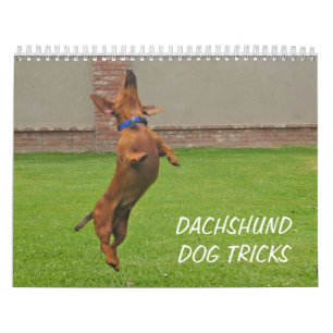 El perro 2012 del Dachshund engaña el calendario