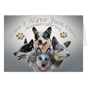 El perro australiano del ganado no puede tener