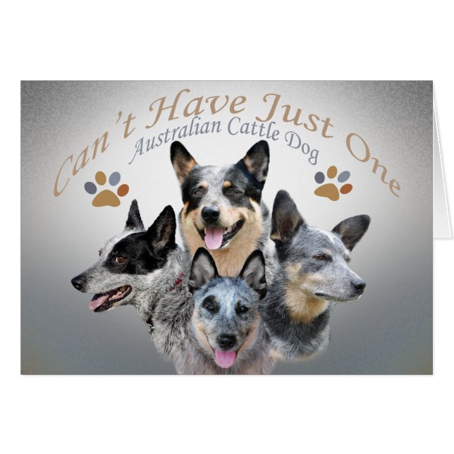 El perro de ganado australiano no puede tener una  (Anverso (Horizontal))