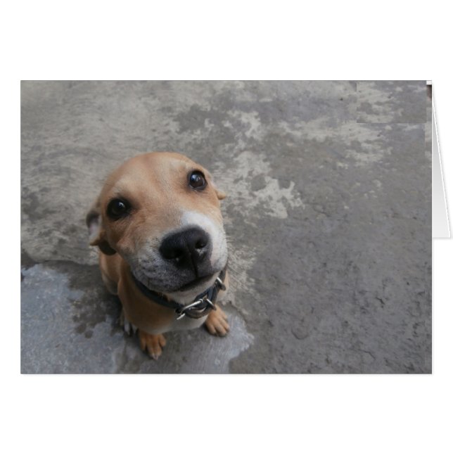 ¡¡¡El perro parece SUPER lindo!!! (Anverso (Horizontal))