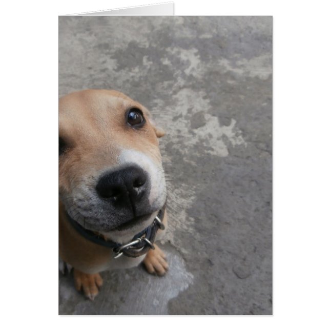 ¡¡¡El perro parece SUPER lindo!!! (Frente)