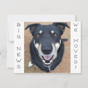 ¡El perro se ha vuelto feliz! Postal