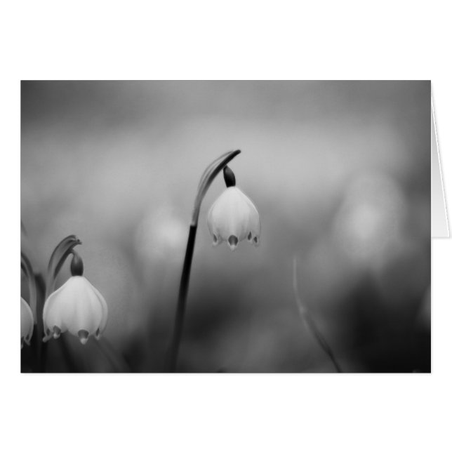 El pésame de los blancos y negros (Anverso (Horizontal))