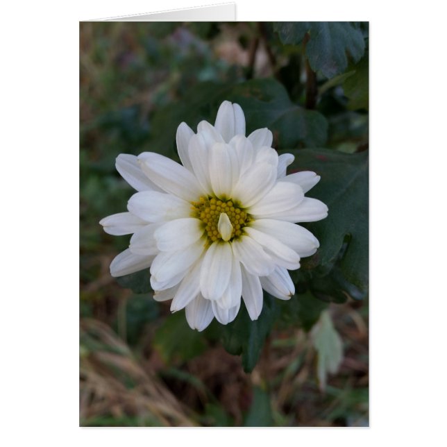 El pétalo que apareció (Frente)