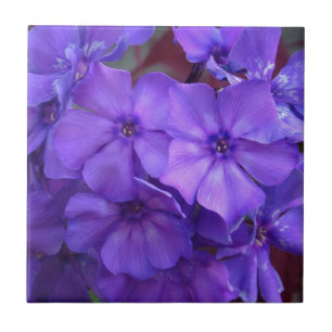 El Phlox azul florece la teja